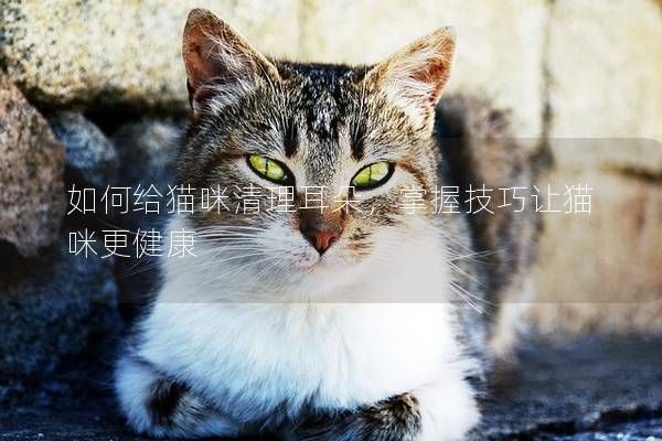 如何給貓咪清理耳朵，掌握技巧讓貓咪更健康