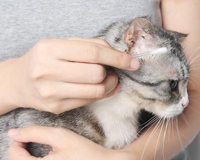 如何徹底清洗貓咪耳朵，讓它們遠(yuǎn)離耳部感染（貓咪耳朵清潔方法）