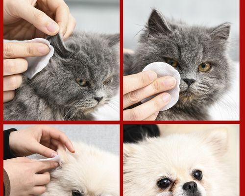 如何徹底清洗貓咪耳朵，讓它們遠(yuǎn)離耳部感染（貓咪耳朵清潔方法）