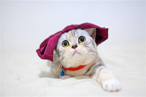 小貓貓耳朵怎么清理