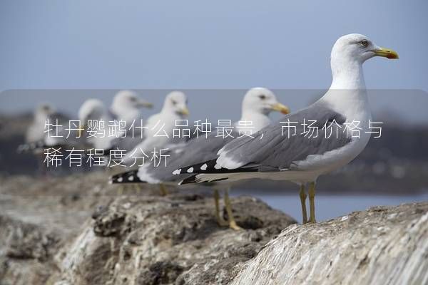 牡丹鹦鹉什么品种最贵，市场价格与稀有程度分析