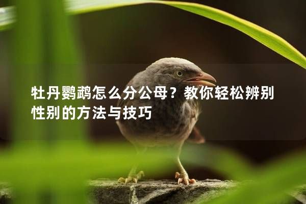 牡丹鹦鹉怎么分公母？教你轻松辨别性别的方法与技巧