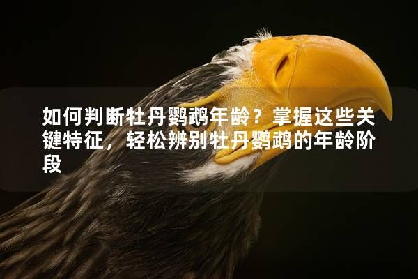 如何判断牡丹鹦鹉年龄？掌握这些关键特征，轻松辨别牡丹鹦鹉的年龄阶段