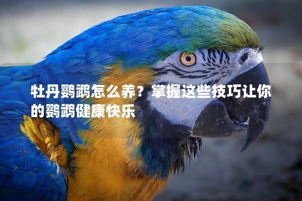牡丹鹦鹉怎么养？掌握这些技巧让你的鹦鹉健康快乐