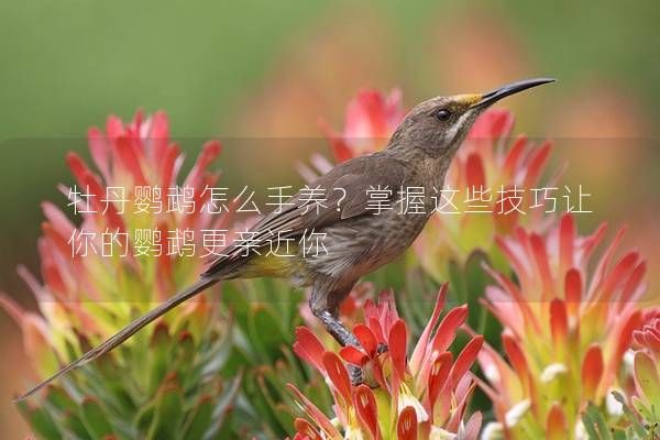 牡丹鹦鹉怎么手养？掌握这些技巧让你的鹦鹉更亲近你