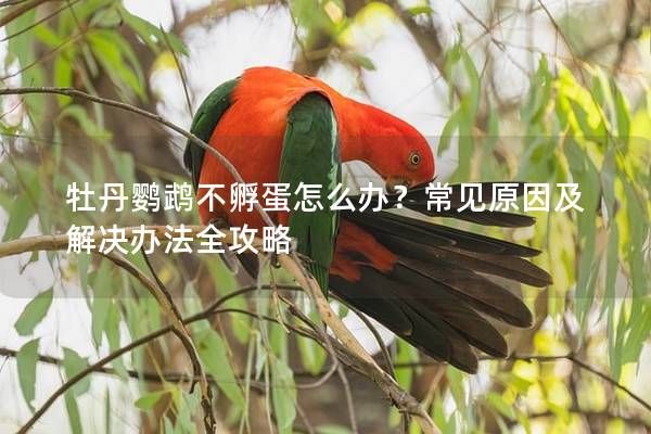 牡丹鸚鵡不孵蛋怎么辦？常見原因及解決辦法全攻略