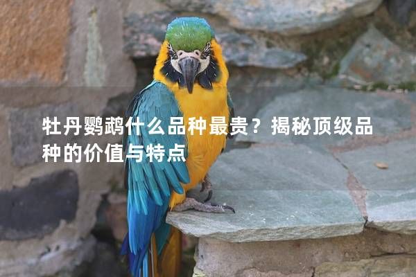 牡丹鹦鹉什么品种最贵？揭秘顶级品种的价值与特点