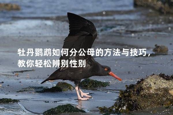 牡丹鹦鹉如何分公母的方法与技巧，教你轻松辨别性别