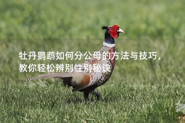 牡丹鹦鹉如何分公母的方法与技巧，教你轻松辨别性别秘诀