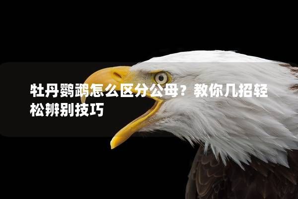 牡丹鸚鵡怎么區(qū)分公母？教你幾招輕松辨別技巧