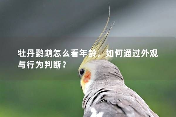 牡丹鹦鹉怎么看年龄，如何通过外观与行为判断？