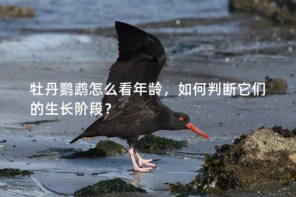 牡丹鹦鹉怎么看年龄，如何判断它们的生长阶段？
