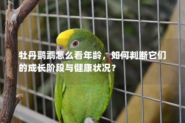 牡丹鹦鹉怎么看年龄，如何判断它们的成长阶段与健康状况？