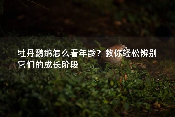 牡丹鹦鹉怎么看年龄？教你轻松辨别它们的成长阶段