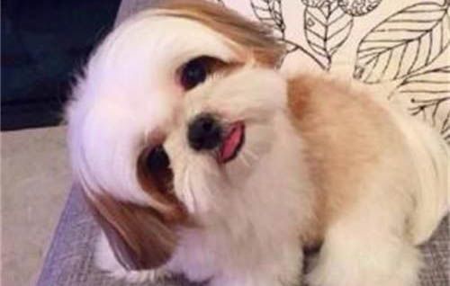 如何買到健康狗糧
