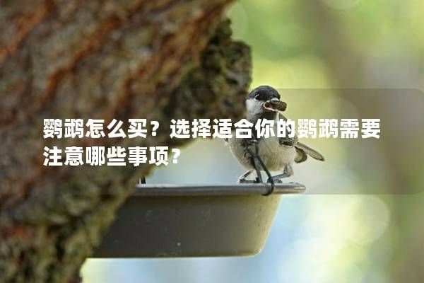鸚鵡怎么買(mǎi)？選擇適合你的鸚鵡需要注意哪些事項(xiàng)？