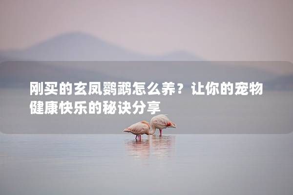 刚买的玄凤鹦鹉怎么养？让你的宠物健康快乐的秘诀分享