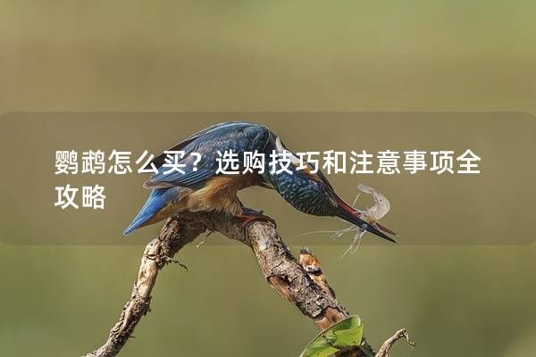 鹦鹉怎么买？选购技巧和注意事项全攻略