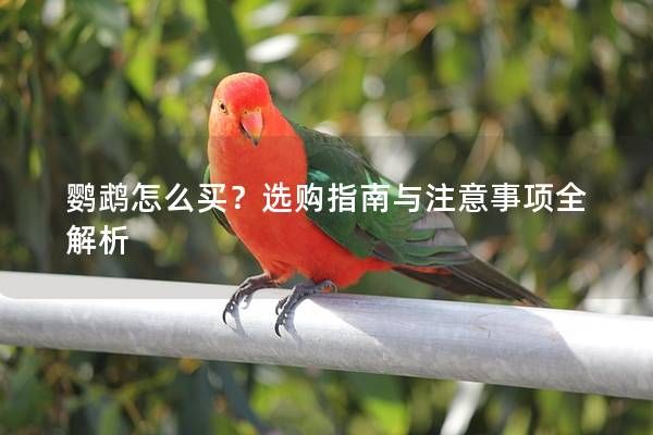 鸚鵡怎么買？選購指南與注意事項(xiàng)全解析