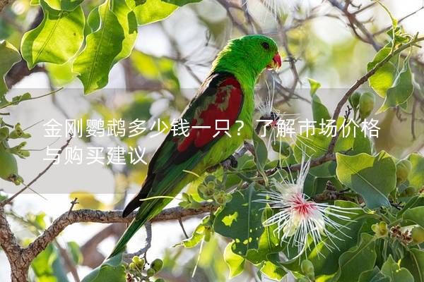 金刚鹦鹉多少钱一只？了解市场价格与购买建议