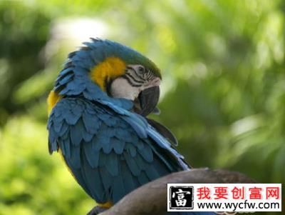 异地购买鹦鹉的注意事项