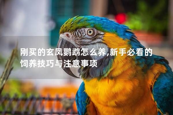 剛買的玄鳳鸚鵡怎么養(yǎng),新手必看的飼養(yǎng)技巧與注意事項(xiàng)