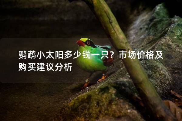 鹦鹉小太阳多少钱一只？市场价格及购买建议分析