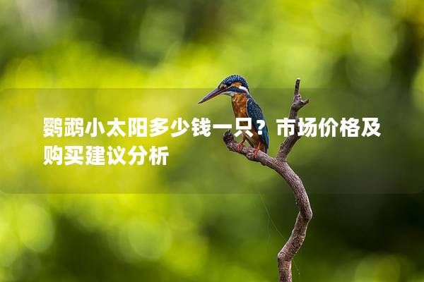 鹦鹉小太阳多少钱一只？市场价格及购买建议分析