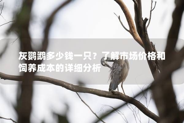 灰鸚鵡多少錢一只？了解市場價格和飼養(yǎng)成本的詳細(xì)分析