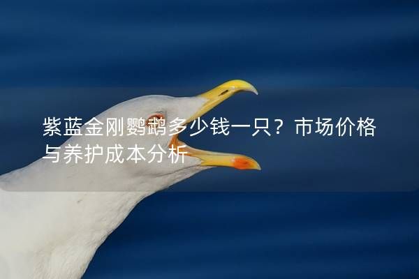 紫藍金剛鸚鵡多少錢一只？市場價格與養(yǎng)護成本分析