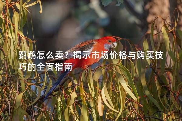 鹦鹉怎么卖？揭示市场价格与购买技巧的全面指南