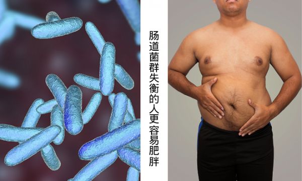  養(yǎng)成易瘦體質(zhì)的關(guān)鍵在腸道！短鏈脂肪酸與減肥的關(guān)系