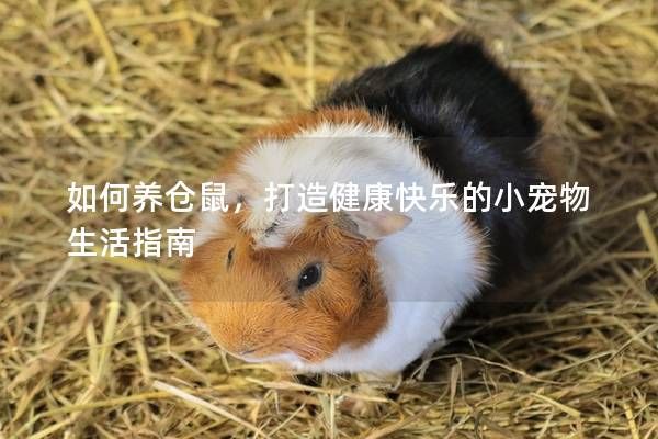 如何養(yǎng)倉鼠，打造健康快樂的小寵物生活指南