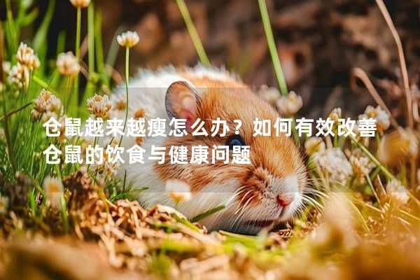 倉鼠越來越瘦怎么辦？如何有效改善倉鼠的飲食與健康問題