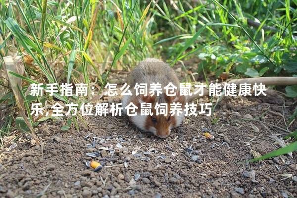 新手指南：怎么饲养仓鼠才能健康快乐,全方位解析仓鼠饲养技巧