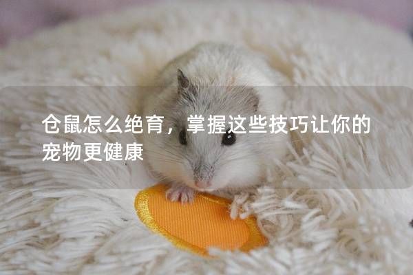 倉鼠怎么絕育，掌握這些技巧讓你的寵物更健康