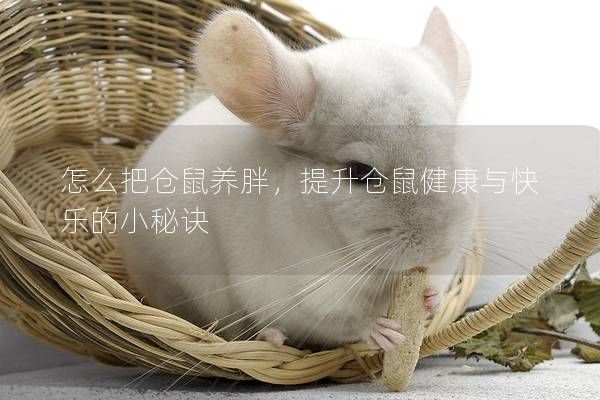 怎么把倉(cāng)鼠養(yǎng)胖，提升倉(cāng)鼠健康與快樂(lè)的小秘訣