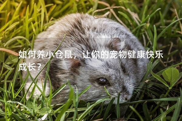 如何養(yǎng)小倉鼠，讓你的寵物健康快樂成長？