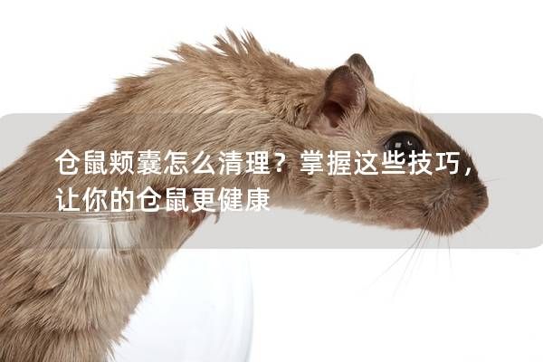 倉(cāng)鼠頰囊怎么清理？掌握這些技巧，讓你的倉(cāng)鼠更健康