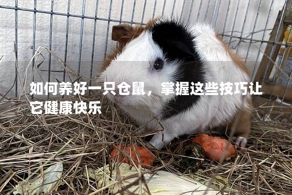 如何養(yǎng)好一只倉(cāng)鼠，掌握這些技巧讓它健康快樂