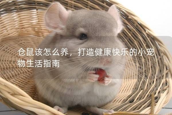 倉(cāng)鼠該怎么養(yǎng)，打造健康快樂(lè)的小寵物生活指南