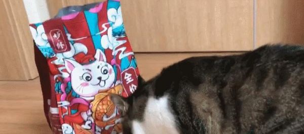 如何判斷貓咪的糞便是否健康（掌握貓咪糞便的顏色、質(zhì)地和氣味）