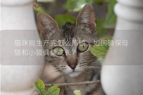 貓咪剛生產(chǎn)完怎么照顧，如何確保母貓和小貓健康成長？