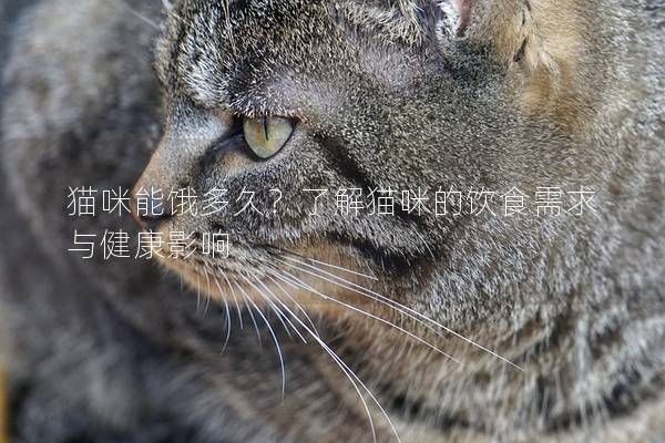 貓咪能餓多久？了解貓咪的飲食需求與健康影響