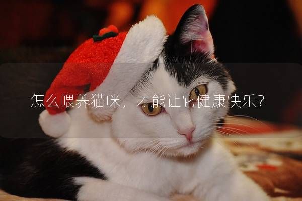 怎么喂養(yǎng)貓咪，才能讓它健康快樂？