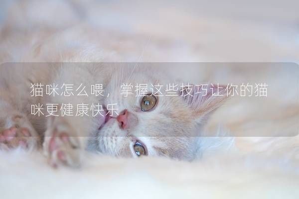 貓咪怎么喂，掌握這些技巧讓你的貓咪更健康快樂
