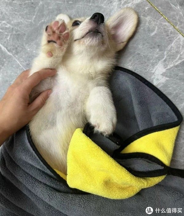 幼犬到家的全面指南：新手养狗者的注意事项