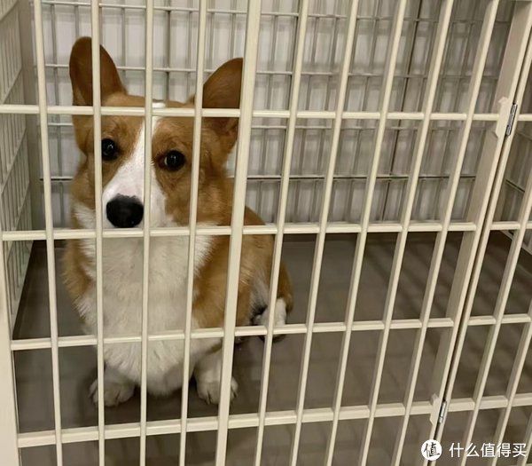 幼犬到家的全面指南：新手养狗者的注意事项
