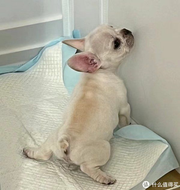 幼犬到家的全面指南：新手养狗者的注意事项