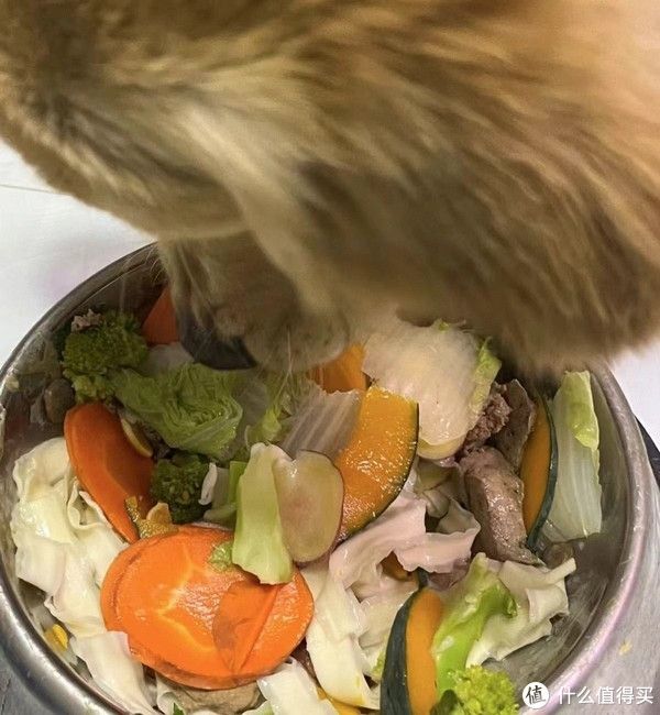 幼犬到家的全面指南：新手养狗者的注意事项